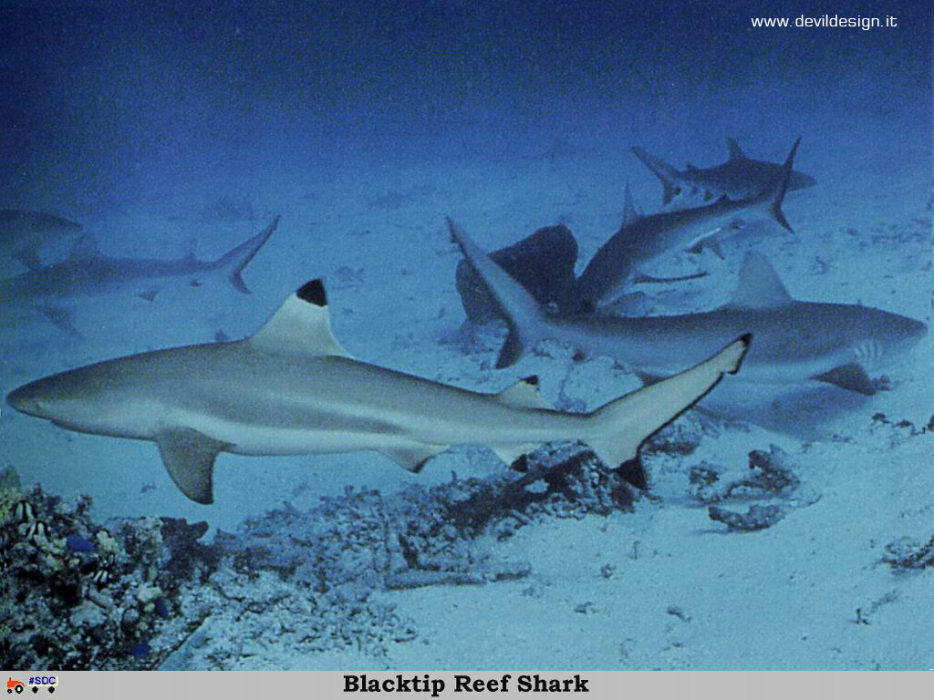 GCSR043-Blacktip_Reef_Shark copia